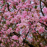 Hayloft Viburnum X Bodnantense Dawn - Highly Fragranced Winter Flowering Shrub - 9cm Pot