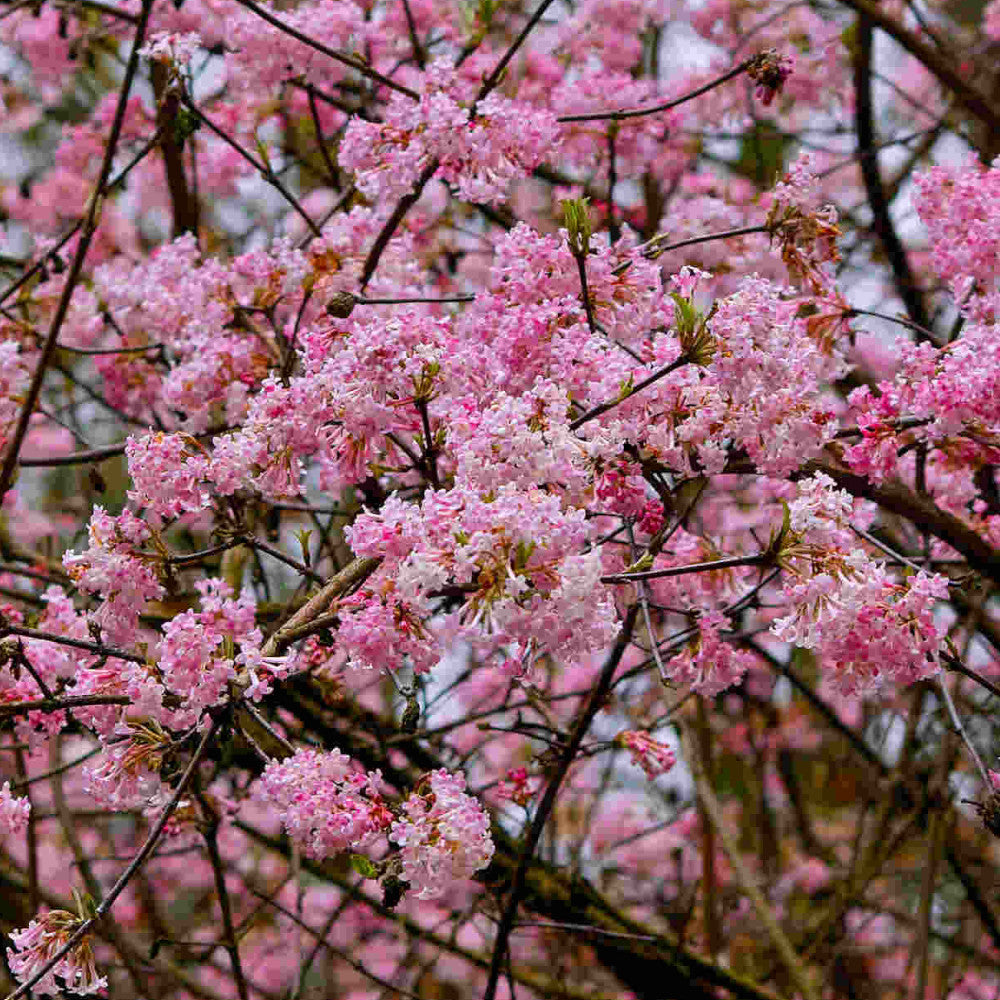 Hayloft Viburnum X Bodnantense Dawn - Highly Fragranced Winter Flowering Shrub - 9cm Pot