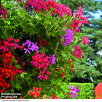 Geranium Balcon Mix Preplanted Hanging Basket | 35cm