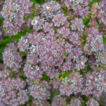 Broccoli 'summer Purple' – Heat-tolerant Summer Cropping | 8 x Pro Grower Plugs | Purple