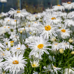 Leucanthemum 'crazy Daisy' Frilly Shasta Daisy Perennial | 3 x 9cm