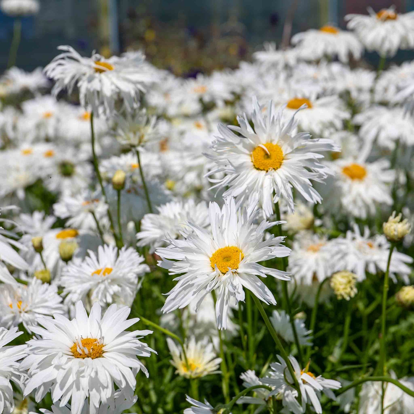 Leucanthemum 'crazy Daisy' Frilly Shasta Daisy Perennial | 1 x 2L