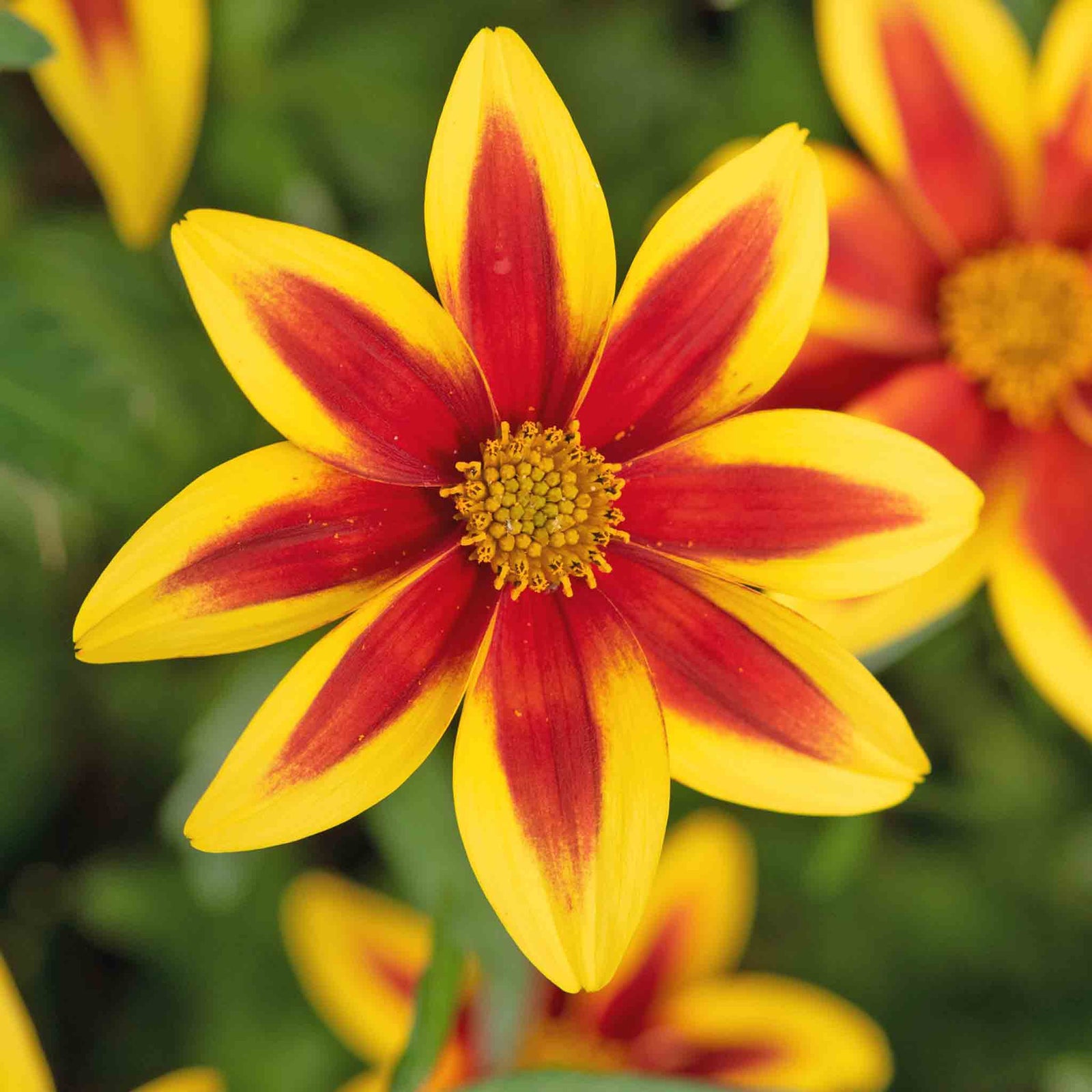 Bidens 'blazing Star' - Compact, Long-flowering Bedding Plant | 12 x Plug Plants | Orange