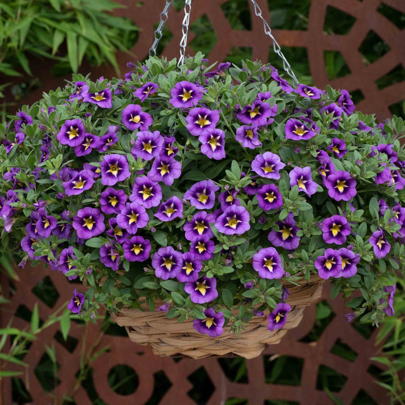 Calibrachoa 'caberet Special Bumble Bee Blue' Trailing Plug Plant | 6 x Plug Plants | Blue
