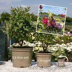 Buddleja 'butterfly Candy Little Sweetheart' Dwarf Purple Butterfly Bush | 1 x 9cm | Purple