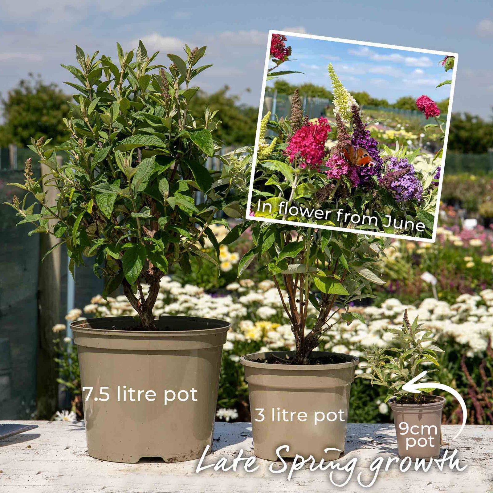 Buddleja 'butterfly Candy Little Sweetheart' Dwarf Purple Butterfly Bush | 1 x 9cm | Purple
