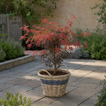 Japanese Maple - Acer Palmatum 'Starfish' - Height 60-70cm - ⌀19cm | Set of 1 | Red