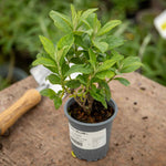 Buddleja 'butterfly Candy Little Ruby' Dwarf Butterfly Bush | 3 x 9cm | Pink