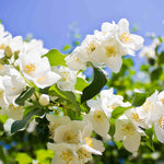 Hayloft Philadelphus Lemoinei - Mock Orange - 9cm Pot