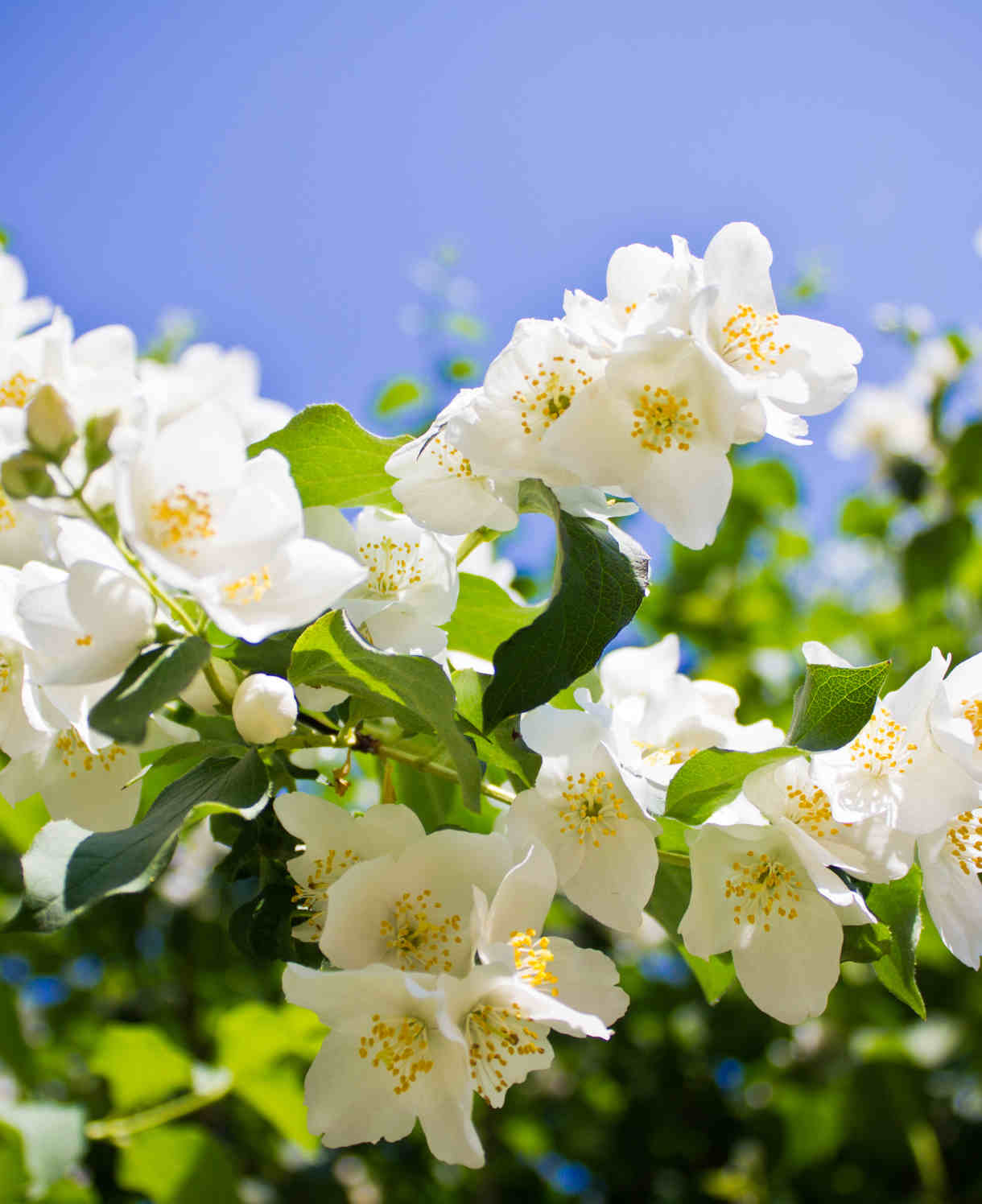 Hayloft Philadelphus Lemoinei - Mock Orange - 9cm Pot