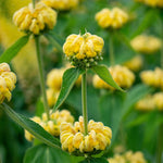 Phlomis Russeliana - Turkish Sage - 9cm pot | Set-of-3 | Yellow