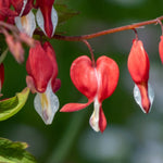 Dicentra Spectabilis Valentine - 3 Bare Roots