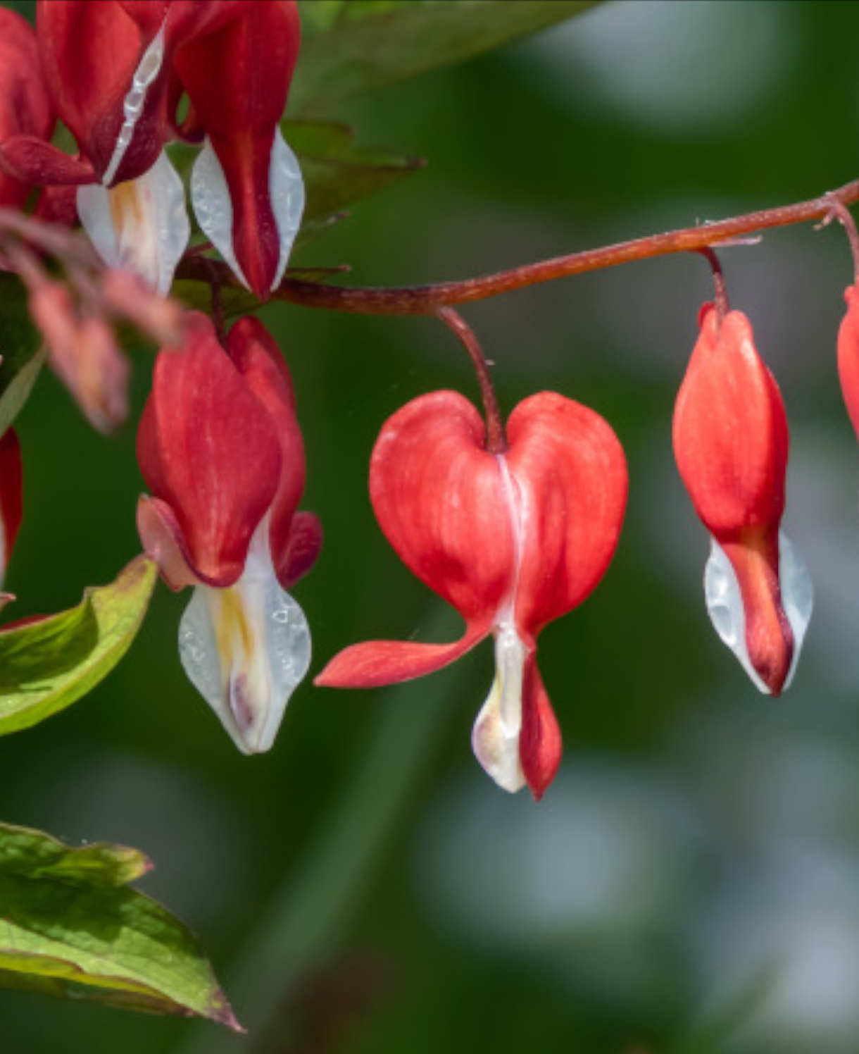 Dicentra Spectabilis Valentine - 3 Bare Roots