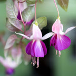 Hayloft Fuchsia Ballerina Collection - Set Of 5 Young Plants