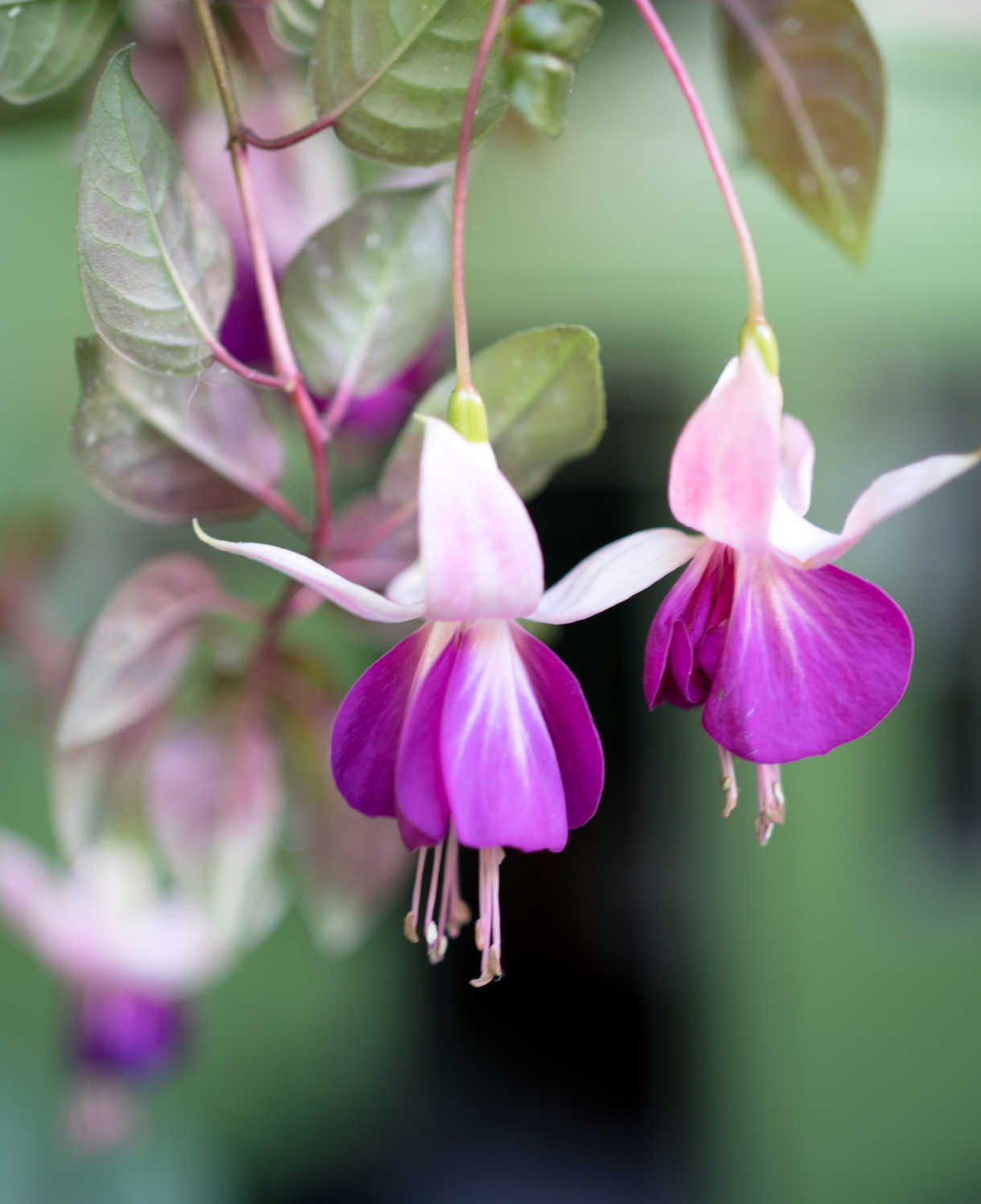 Hayloft Fuchsia Ballerina Collection - Set Of 5 Young Plants