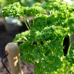 Parsley 'moss Curled' Plant 35 Cm Biennial | 1L | Dark Green