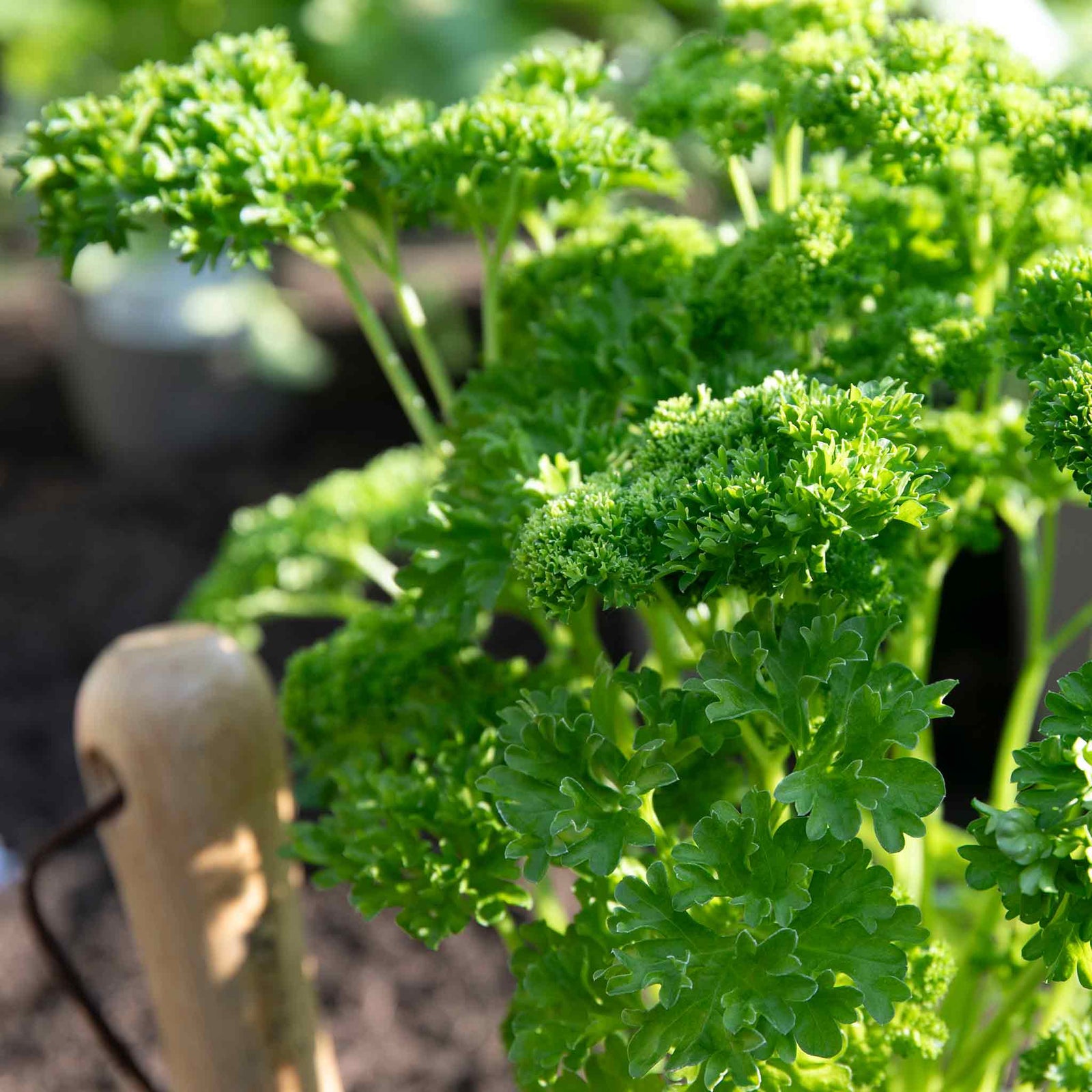 Parsley 'moss Curled' Plant 35 Cm Biennial | 6 x Plug Plants | Green