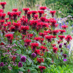 Hayloft Monarda Cambridge Scarlet - 3 X 9cm Pots