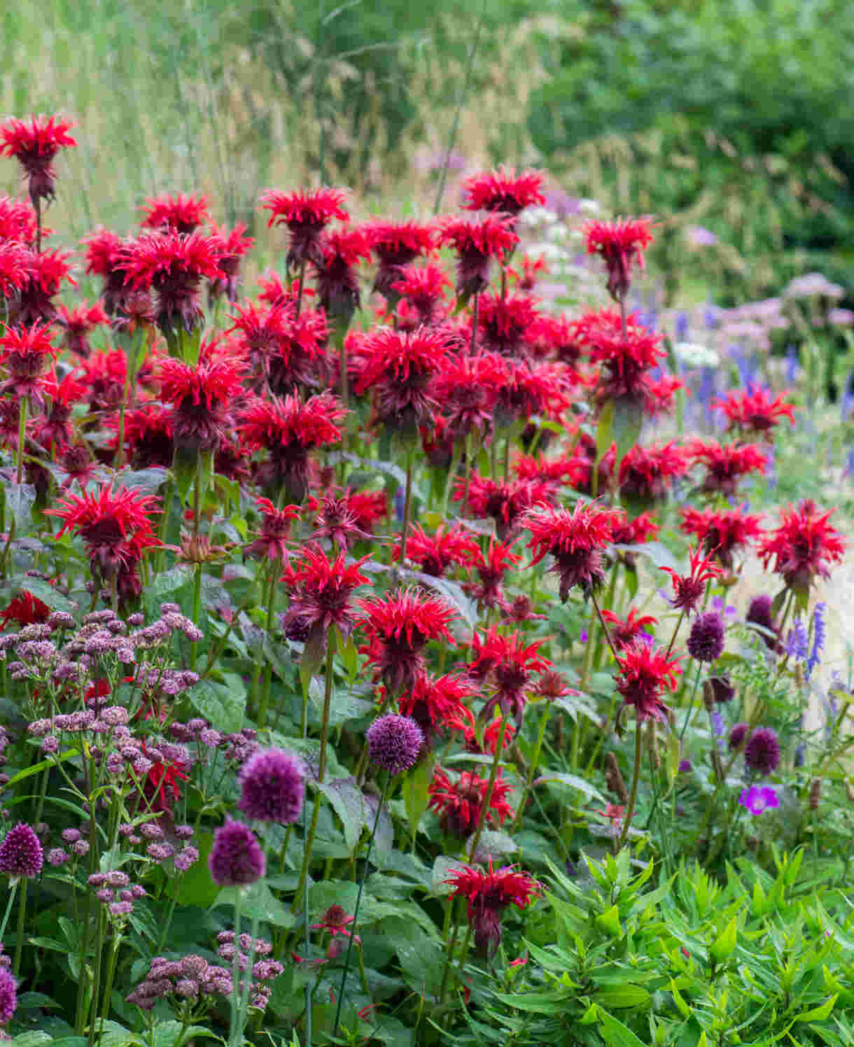 Hayloft Monarda Cambridge Scarlet - 3 X 9cm Pots