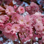 Prunus Asano Tree 6ft Tall Supplied In A 12 Litre Pot