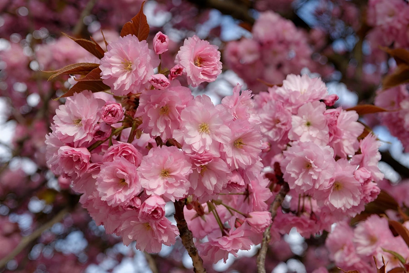 Prunus Asano Tree 6ft Tall Supplied In A 12 Litre Pot