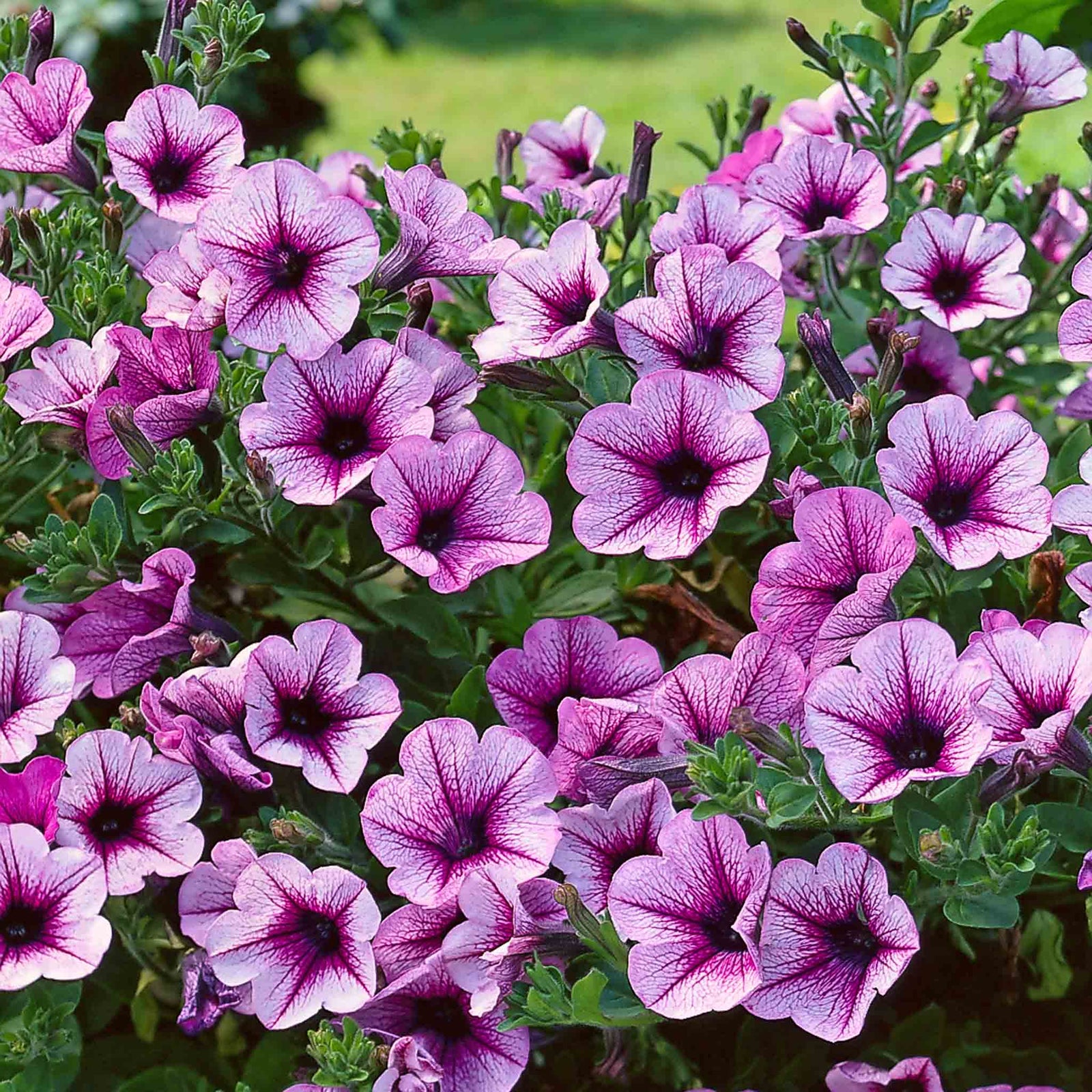 Surfinia Petunia 'pink Vein' | 6 x Plug Plants | Multi Colour