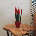 Snake Plant Velvet Touch - Sansevieria Cylindrica - Height 20-40cm - ⌀9cm | Red