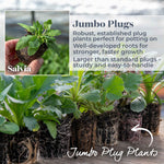 Salvia Plant Caradonna 'pink Inspiration' 70cm | 3 x Jumbo Plugs | Pink