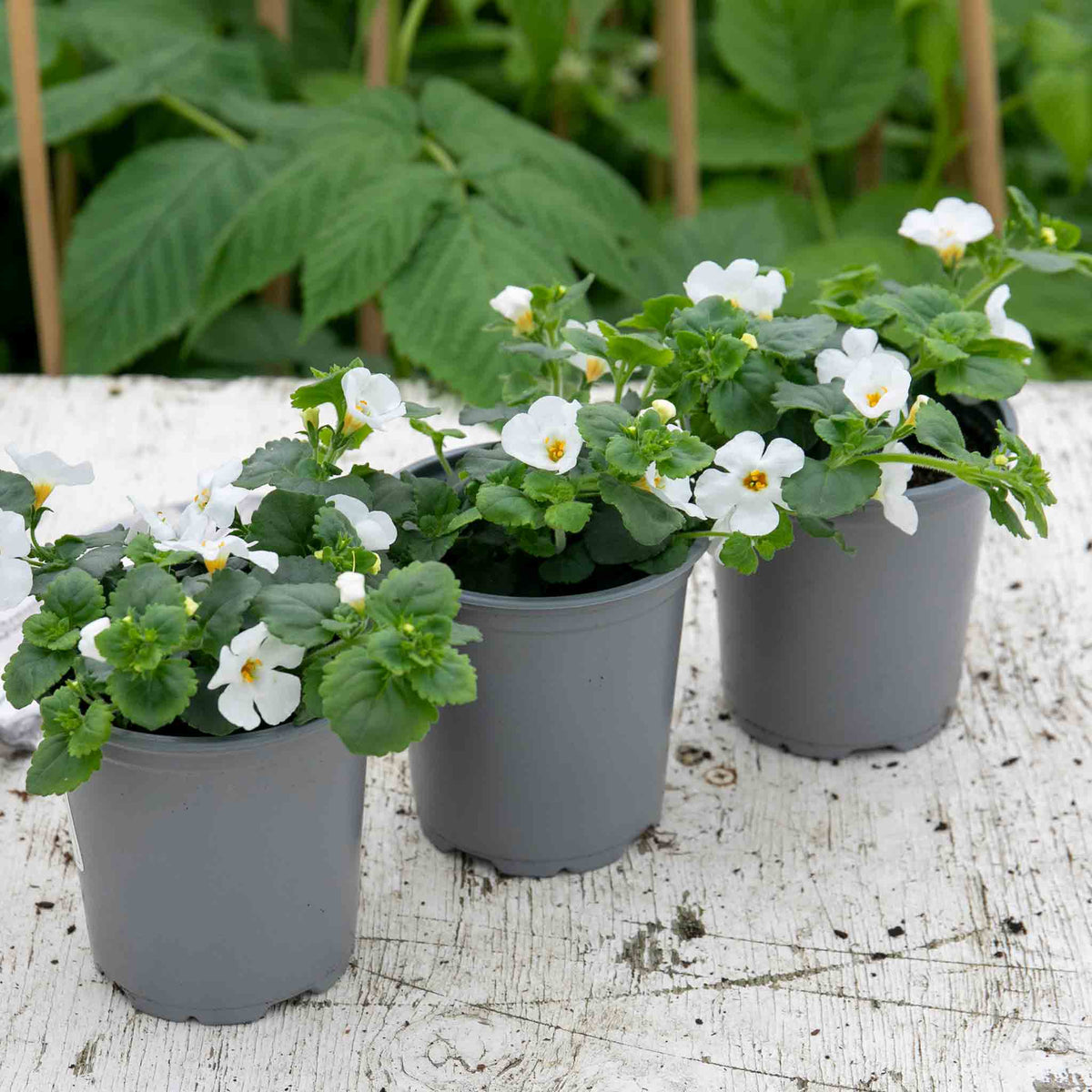Bacopa 'megacopa White' - Extra-large White Flowers | 12 x Plug Plants | White