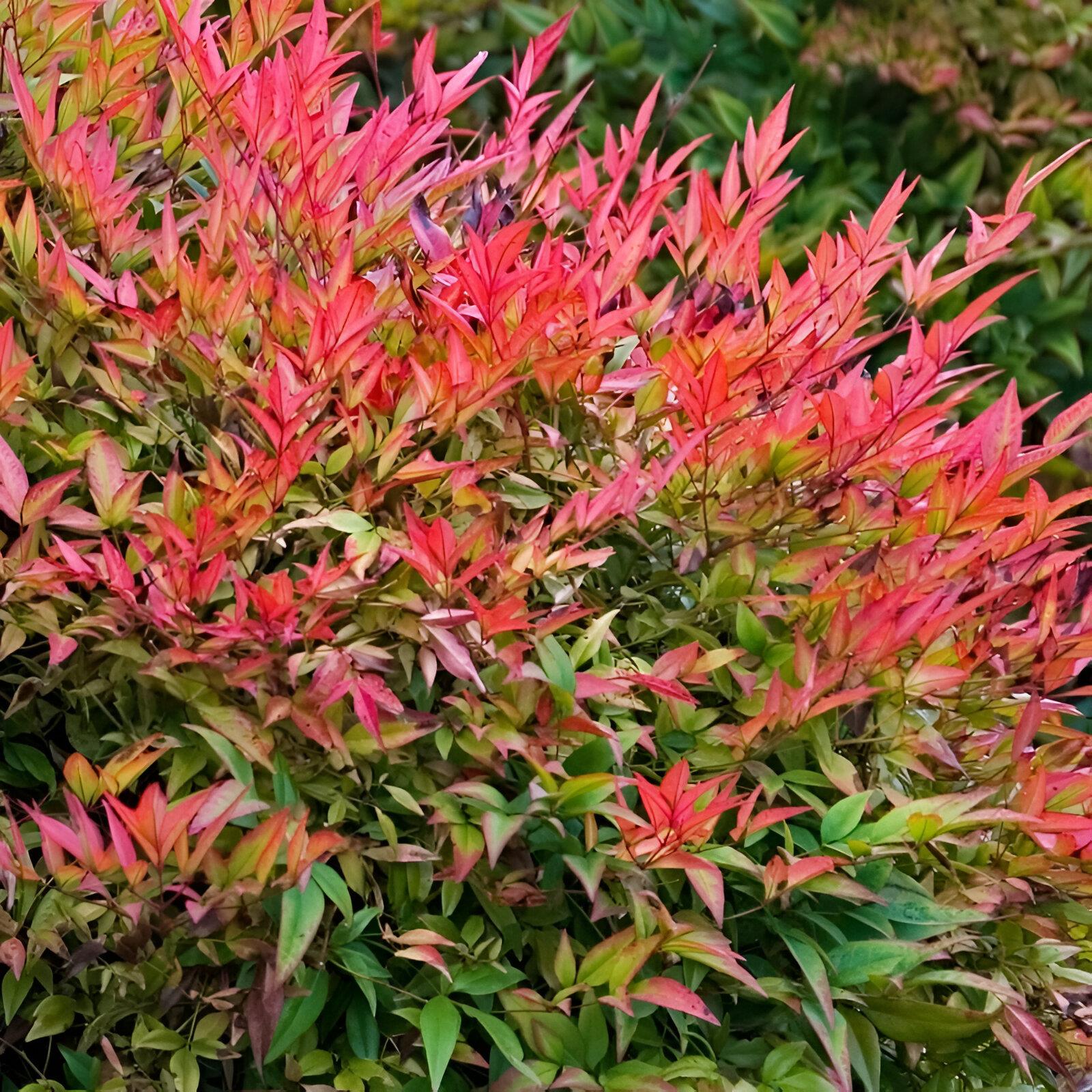 Nandina Domestica Heavenly Bamboo Shrub Large 40cm Supplied In A 5 Litre Pot