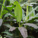 Hardy Banana Plant - Musa Basjoo - 10.5cm Pot | Set of 1 | Green
