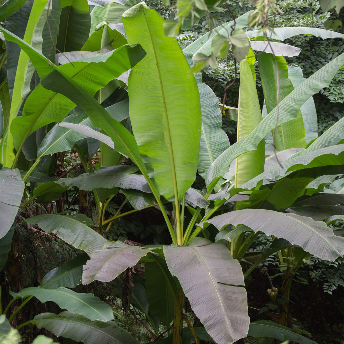 Hardy Banana Plant - Musa Basjoo - 10.5cm Pot | Set of 2 | Green