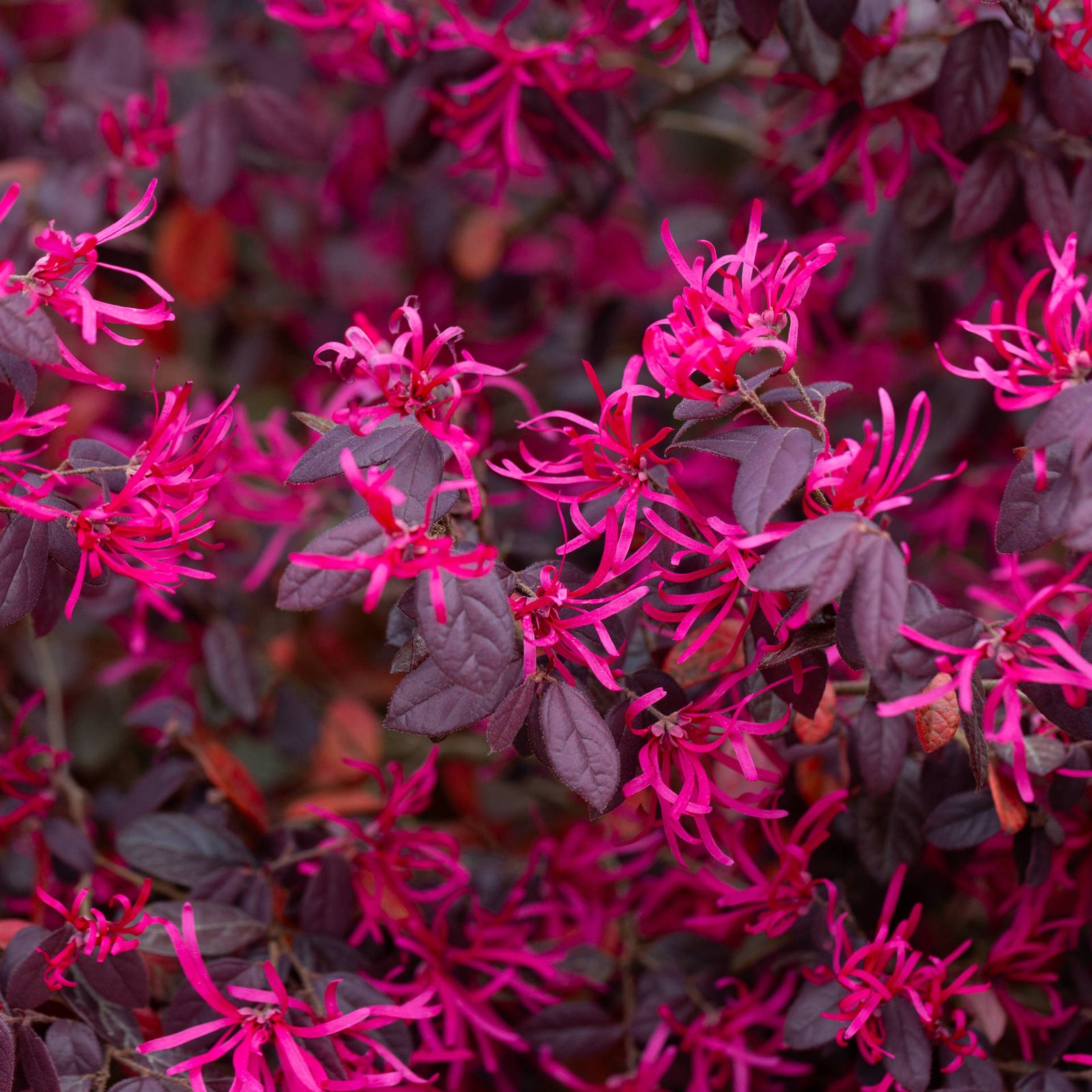 Loropetalum Chinense Var. Rubrum 'ever Red' - 9cm Pot | 2 x 9cm | Red