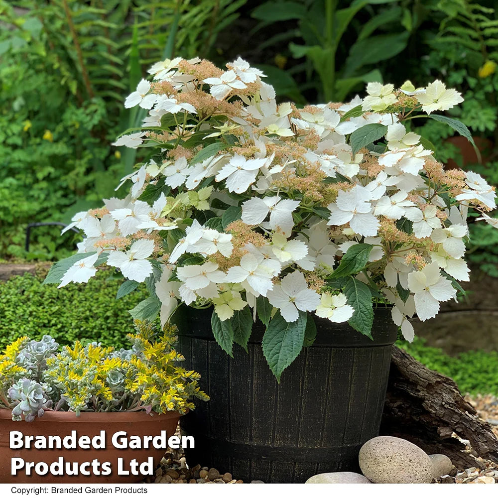 Hydrangea Cloud Nine 9cm Potted Plant | Set of 1