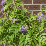 Wisteria 'amethyst Falls' Compact Purple Climber Plant | 1 x 7.5L | Purple & Green