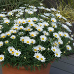 Argyranthemum 'everest' Marguerite Daisy Plant 40-60 Cm | 12 x Plug Plants