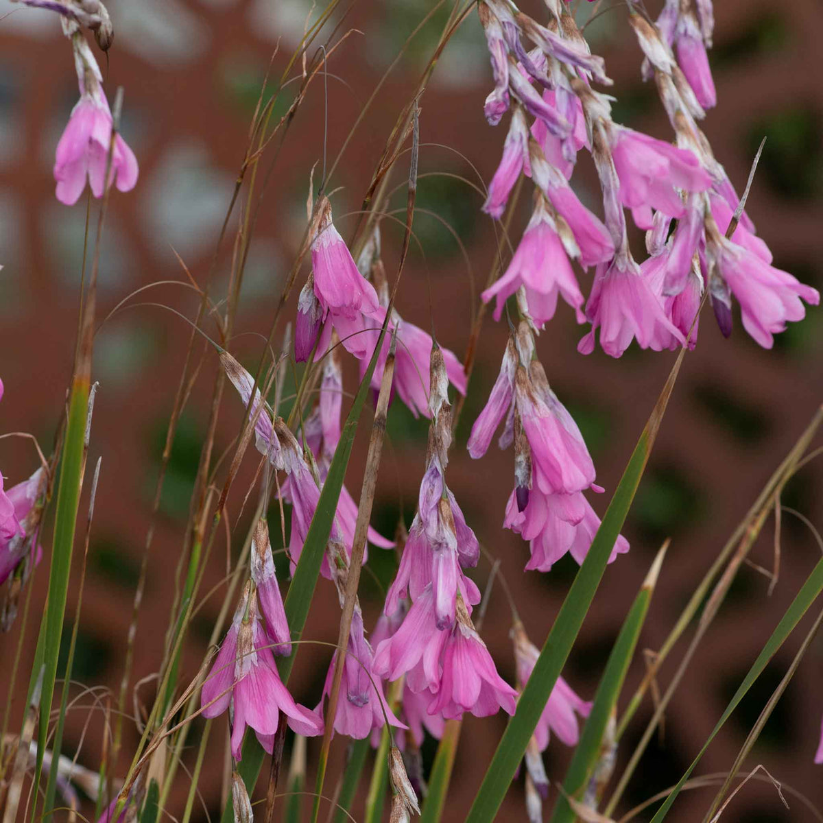 Dierama Pulcherrimum 'wind Nymph Cameo', Pink Trumpet-flowered Perennial 100 Cm 9cm | Set of 1 | Pink
