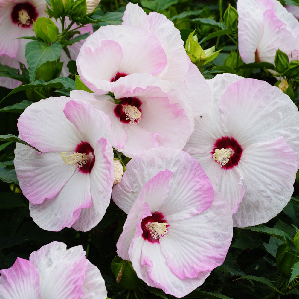 Hibiscus Pinky Spot - A Hardy Beauty With Large Unique Blooms 1 X 9cm Pot