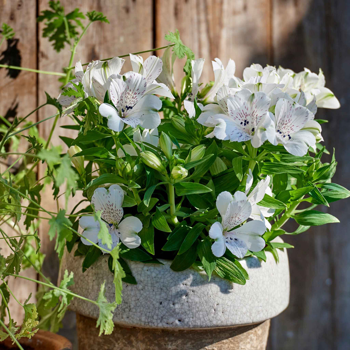 Alstroemeria 'inticancha White Magic' – Compact White & Burgundy Blooms Jumbo Plug Plants | Set of 6 | White