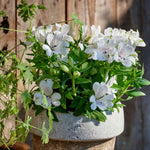Alstroemeria 'inticancha White Magic' – Compact White & Burgundy Blooms Jumbo Plug Plants | Set of 3 | White