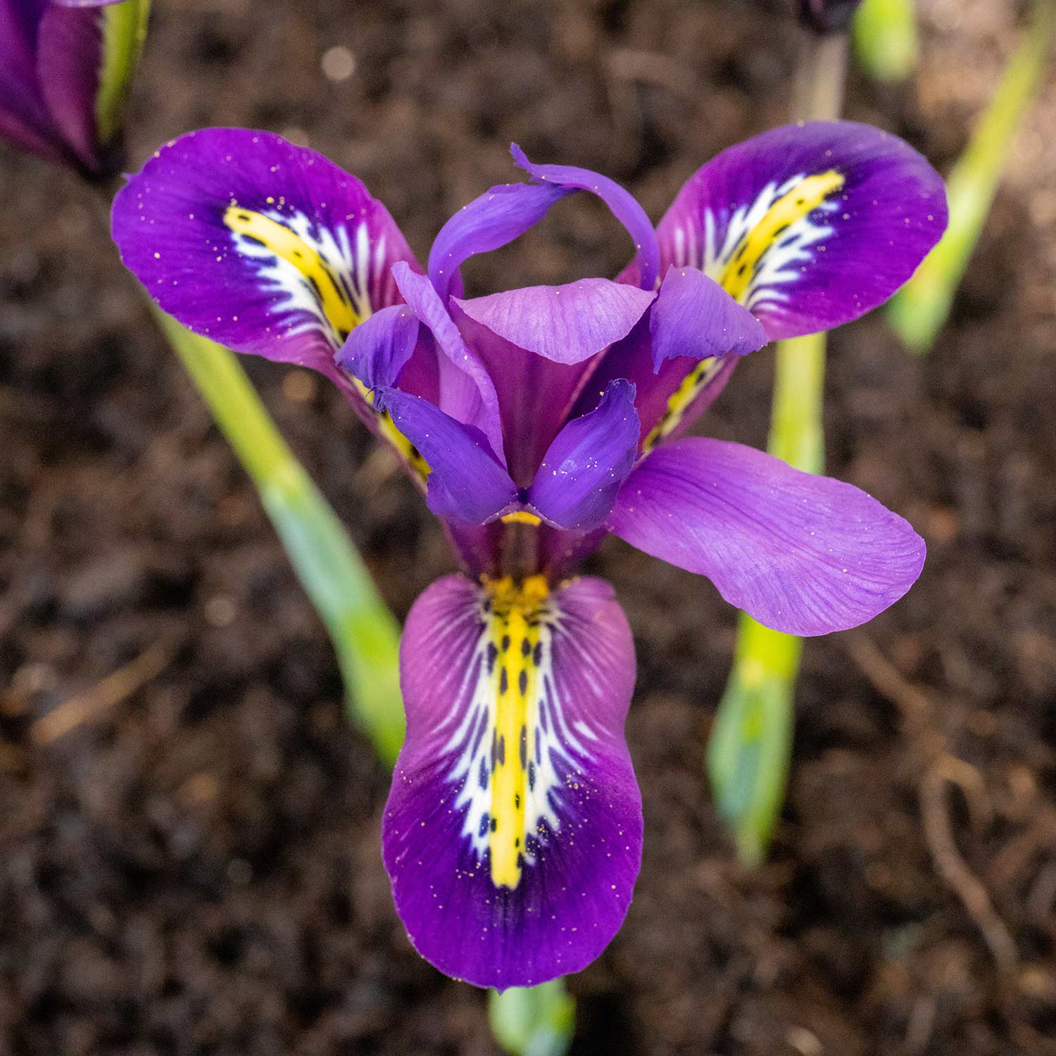 Iris Harmony Early Spring Blue | 20 x Bulbs | Purple