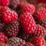 Loganberry Plant Ly654 - Thornless, High Yield | Set of 1 | Red