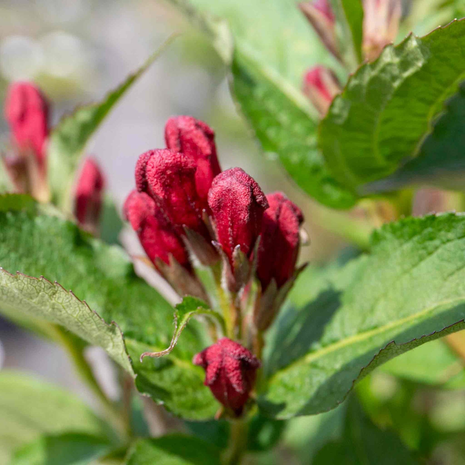 Weigela 'bristol Ruby' - Deep Ruby-red Deciduous Shrub, Pollinator Friendly | 1 x 3L | Pink