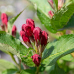 Weigela 'bristol Ruby' - Deep Ruby-red Deciduous Shrub, Pollinator Friendly | 1 x 7.5L | Pink