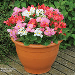 Begonia Lotto Mixed Garden Ready Plants | 48 x Garden Ready Plants
