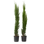 Italian Cypress - Cupressus Sempervirens - Height 70-80cm - ⌀19cm | Set of 2 | Green