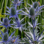 Eryngium Planum - Spiky Azure Blue Se Holly - Set Of 3 In 9cm Pots