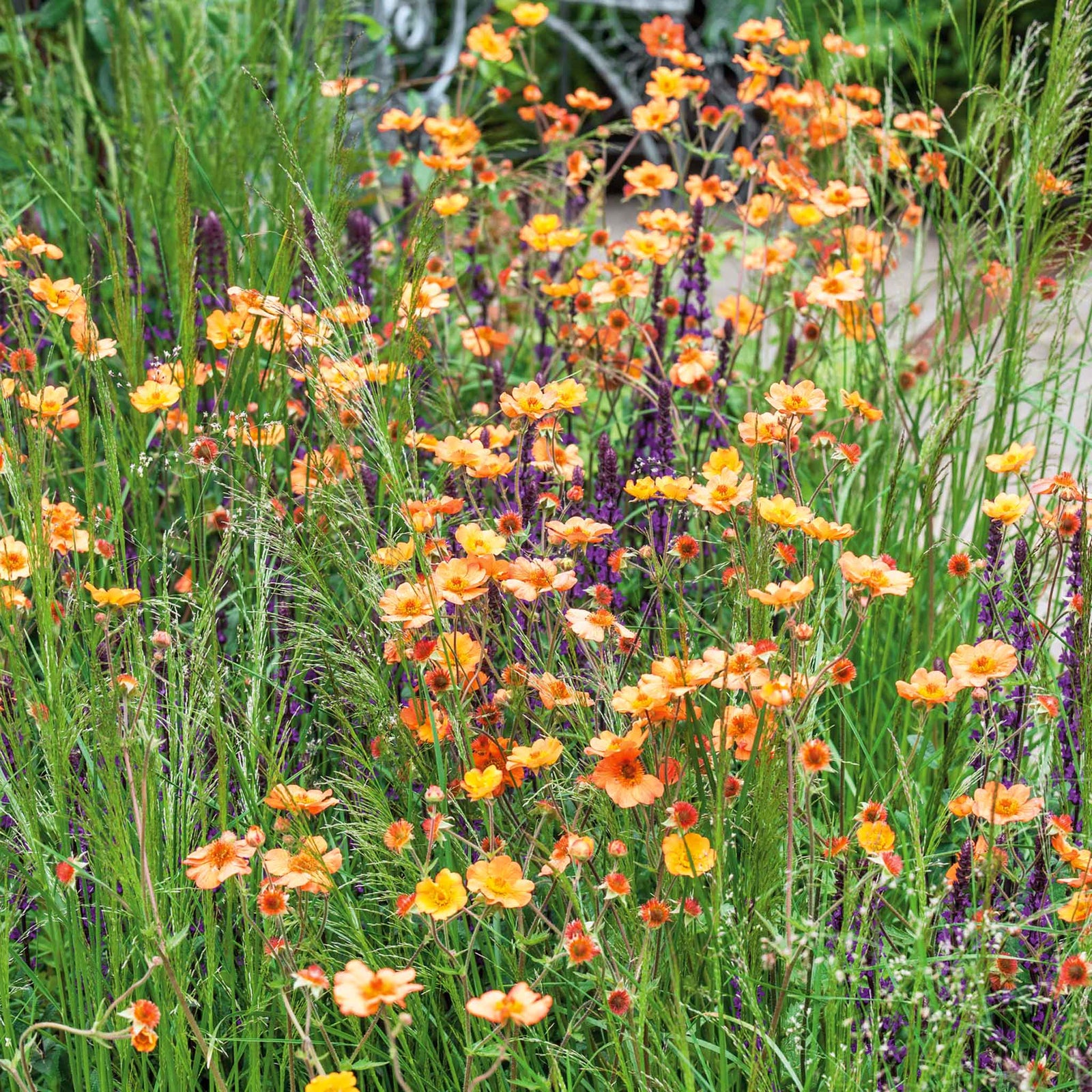 Geum 'totally Tangerine' Tangerine-orange Perennial | 3 x Jumbo Plugs | Multi
