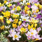Crocus Corms Mixed Species | 25 x Bulbs | Multi