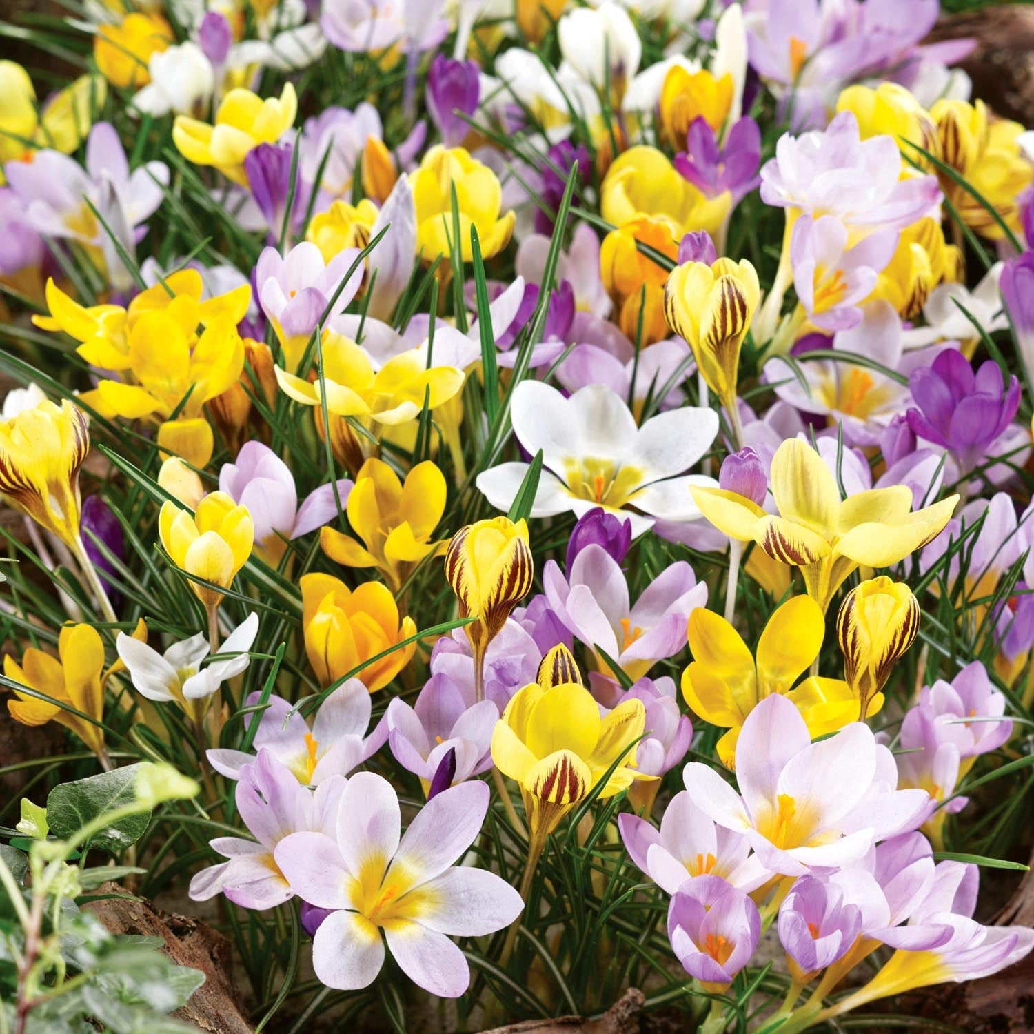 Crocus Corms Mixed Species | 25 x Bulbs | Multi